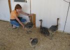 Farmherrin mit Küken
